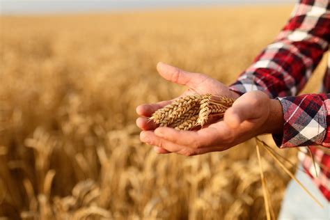 Sowing, cultivation and fertilization of spring wheat