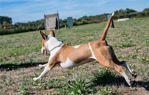 The Coat Colours of The Bull Terrier | Dog News | Frenchie Breed