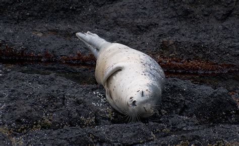 NW Bird Blog: Harbor Seal