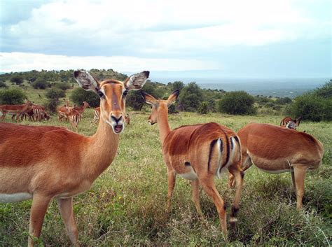 Grass Gourmands: A Herbivore Food Mystery On The African Savanna : The Salt : NPR