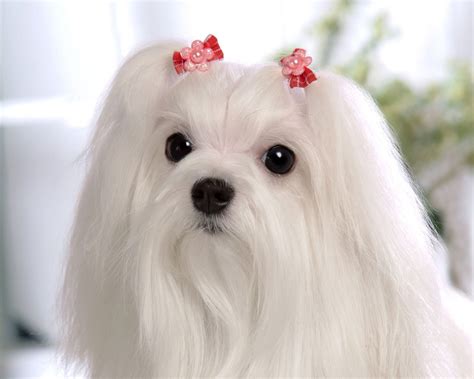 Cute Pets Maltese Dog Picture - Cute Pets