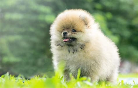 Teacup Pomeranian: Info, Pictures, Temperament & Traits | Hepper