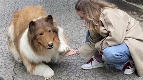 Man who spent $20K to transform himself into border collie steps out ...