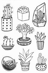 Cactus And Succulent Coloring Pages sketch template