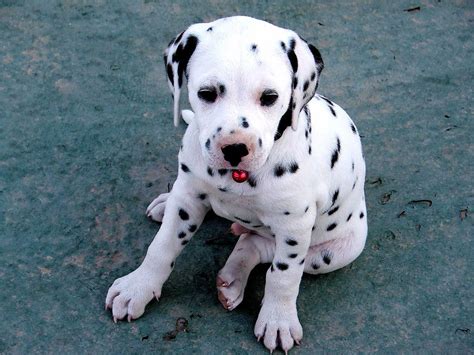 Dalmatian Puppies - Pet Adoption and Sales