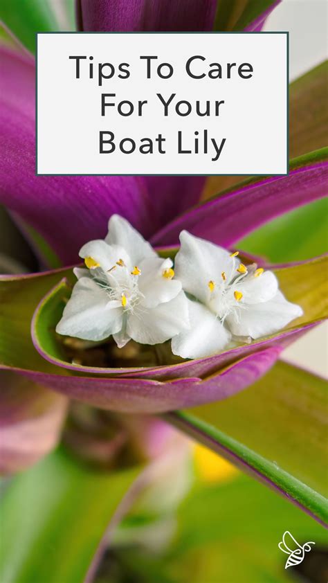 How To Look After Your Boat Lily | Lily plant care, Lily plants, Plant ...