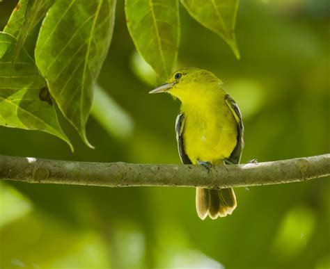 Birding Sepilok, Borneo (Part 2) - 10,000 Birds