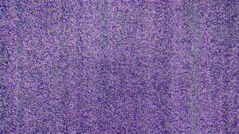 Premium Photo | Abstract texture of purple grass surface for background design fill text