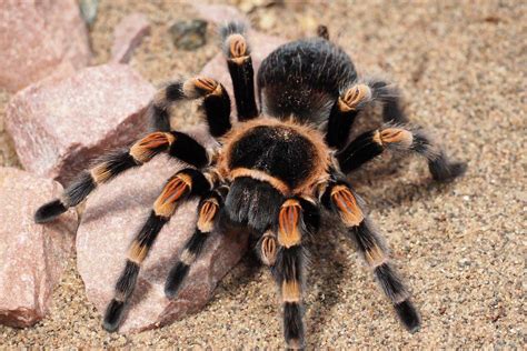 Tarantula Smithy 1cm - Brachypelma Smithi por 45,40 € comprar peces online