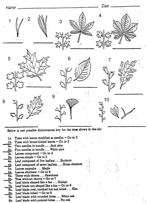 Dichotomous Keys Activity : Biological Science Picture Directory – Pulpbits.net