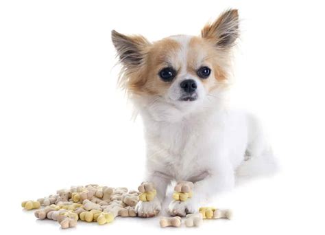 Feeding A Chihuahua Puppy Schedules, Routines And Top Tips, 53% OFF