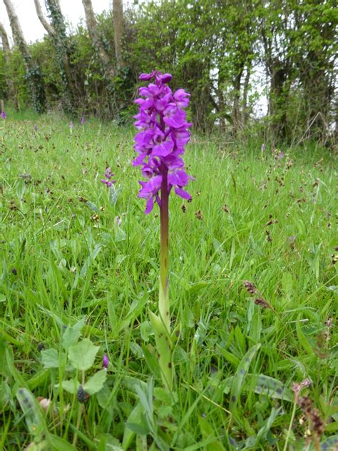 Wild Purple Orchids