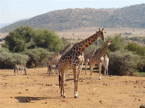 Visit Pilanesberg National Park: 2021 Travel Guide for Pilanesberg National Park, North West ...