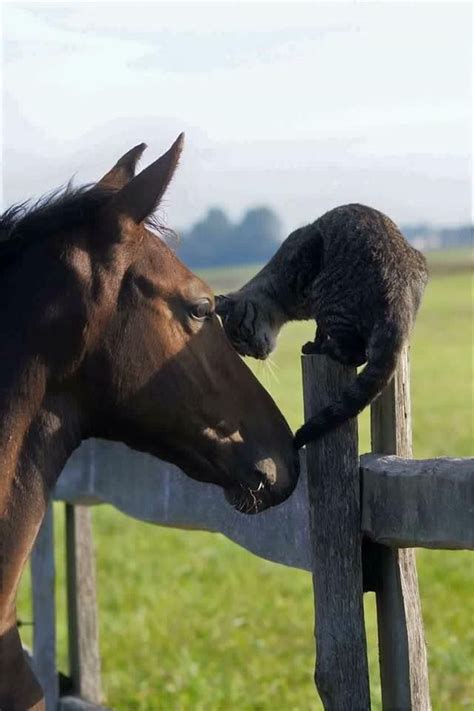 a cat is standing on top of a horse's head as it licks the nose