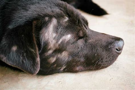 What Causes Malassezia Yeast In Dogs: Unraveling The Culprits