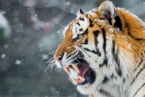 Tiger Roar Teeth Wallpaper,HD Animals Wallpapers,4k Wallpapers,Images ...