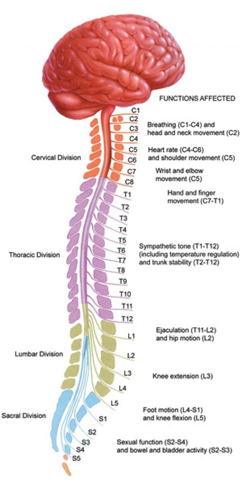 Brain And Spinal Cord Diagram Anatomy Chart Of Spinal Cord Labeled – Anatomy Diagram Pics ...