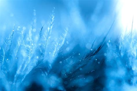 Feather Background Blue · Free photo on Pixabay