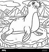 Seal Coloring Page For Kids Stock Vector Image & Art  Alamy sketch template