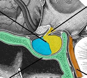 Post-Operative Pyrexia - TeachMeSurgery