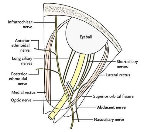 Easy Notes On 【Nerves of the Orbit】Learn in Just 3 Minutes!