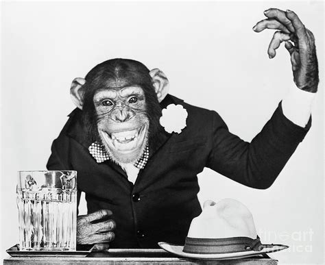 Bonzo The Chimp Campaigning #1 by Bettmann