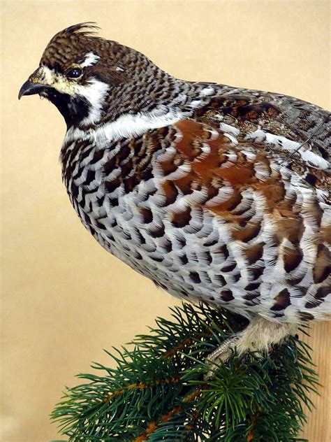 HAZEL GROUSE TAXIDERMY BIRD MOUNT HAZEL HEN MOUNTED, STUFFED BIRDS FOR SALE ...