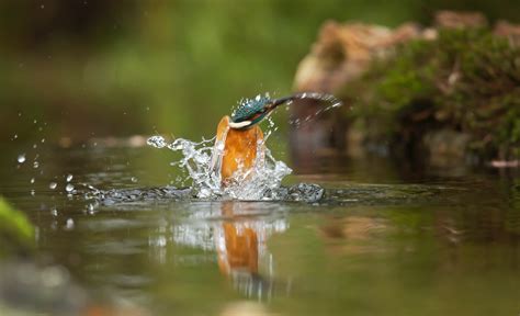 Free Images : nature, wildlife, beak, robin, old world flycatcher, watercourse, coraciiformes ...