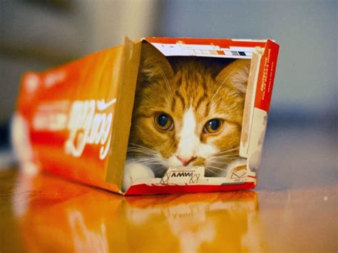 Why Do Cats Love Playing with Boxes? | Petlife