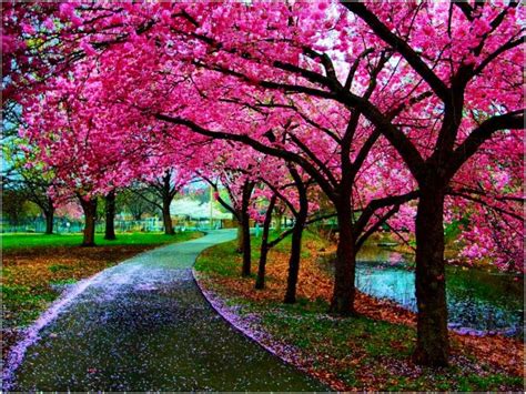 Spring in Kyoto, Japan | Pink trees, Tree photography, Beautiful tree