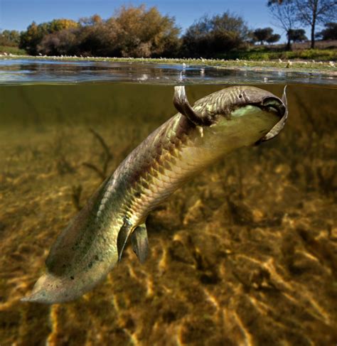 Researchers decode Aussie lungfish genome - Australian Geographic