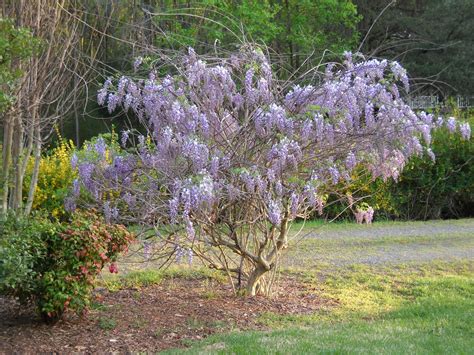 Painter's Place: Wisteria Tree