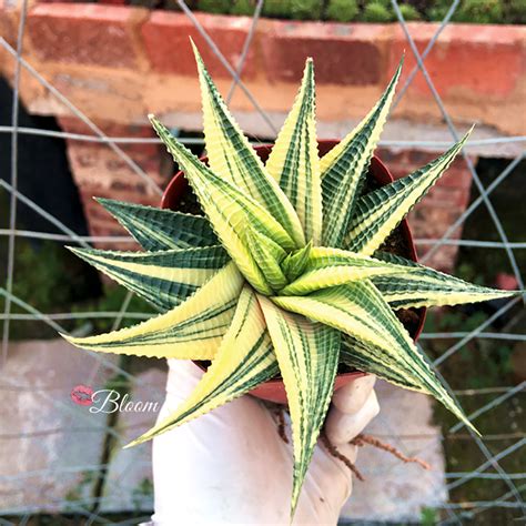 Haworthia Limifolia Variegated – kissbloom.com