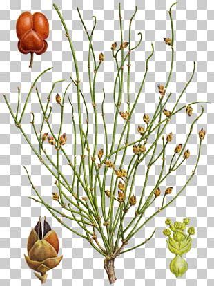 Ephedra PNG Images, Ephedra Clipart Free Download