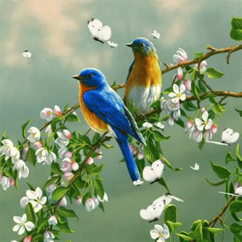 Birds GIF - Birds - Discover & Share GIFs