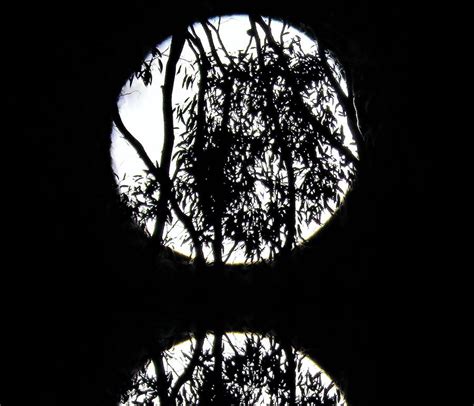 Moon in Trees Reflection Photograph by Joan Stratton - Fine Art America