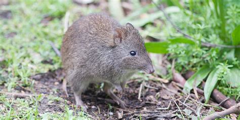 Long-nosed Potoroo - Adelaide Zoo