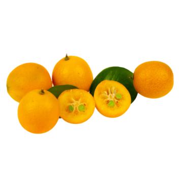 Fresh Fruit Kumquat PNG Transparent Images Free Download | Vector Files | Pngtree