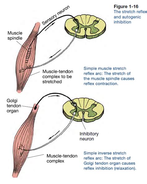 Golgi Tendon Organs and Muscle Spindles Explained | ACE