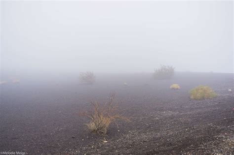 Death Valley National Park: Rain and Wildflowers - patchwork&pebbles