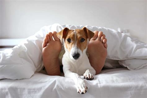 Sleeping on your bed: Create a cozy sleeping space for your dog