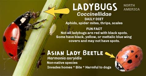 Ladybugs & Lady Beetles: A Guide For Gardeners — Empress of Dirt