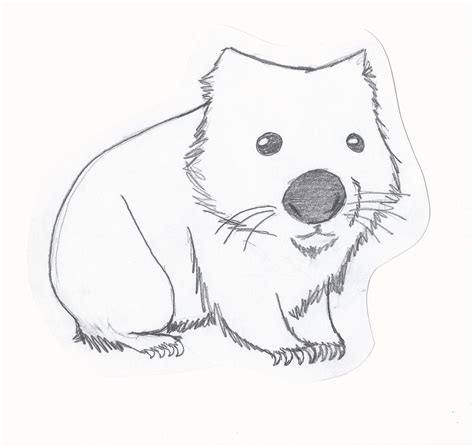 Wombat Drawing at GetDrawings | Free download