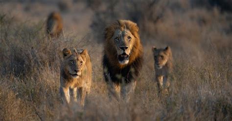 Do Lions Attack Humans? Understanding Their Motives