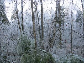 Bent Trees During New England Ice Storm 2008 | mccready | Flickr