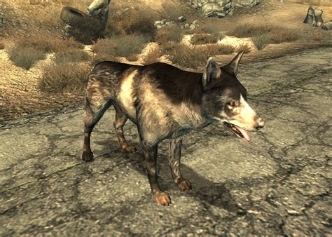 Dogmeat (Fallout 3) | Fallout Wiki | Fandom