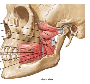 Jaw Muscles Diagram | Quizlet