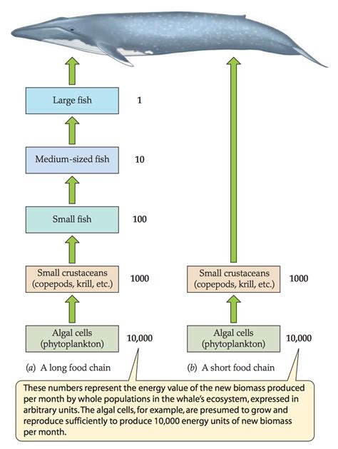 The transfer of energy within a food chain: Why do large whales feed on ...