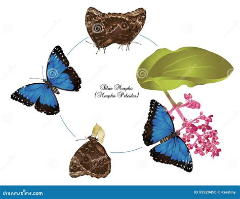 Life of blue morpho stock illustration. Illustration of green - 93529450