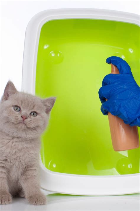 The Usage And Benefits Of Cat Dry Shampoo For Fleas